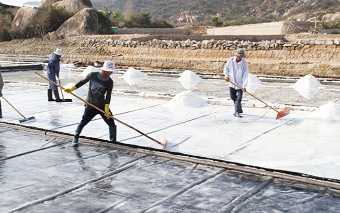 Los productores en el distrito de Ninh Hai, provincia de Ninh Thuan recolectan sal.