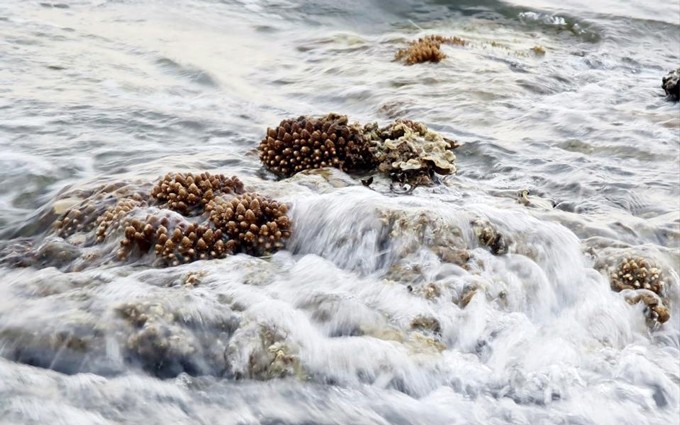 Los corales escondidos se dejan ver con la marea baja. (Fotografía: kinhtedothi.vn)