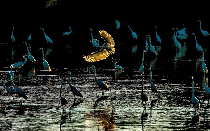 La instantánea 'Una mañana de las cigüeñas', del autor Nguyen Binh Thuan. (Fotografía: Baoquocte.vn)